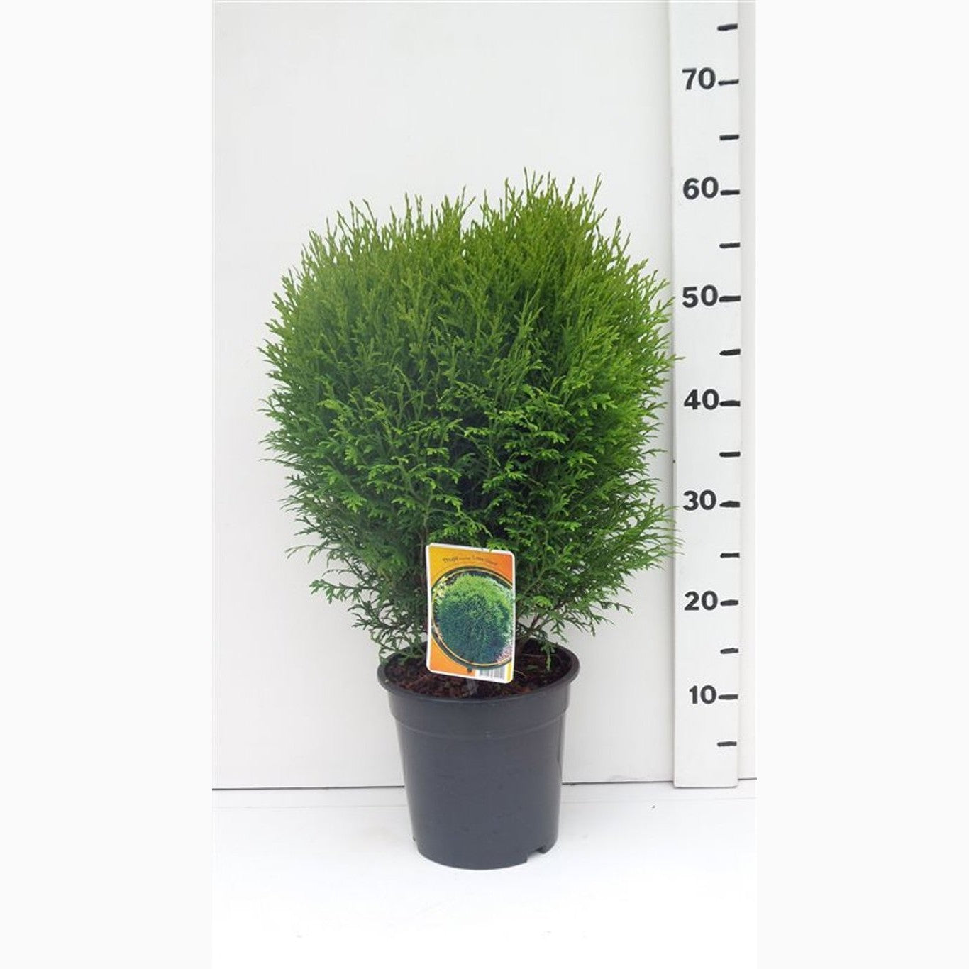 Thuja – Thuja occidentalis 'Little Giant' - C3 30-40 CM